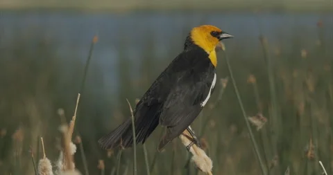 Yellow-headed blackbird, sideview while perched on cattail reed, slomoo 4k Stock Footage 243774363