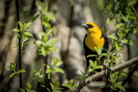 Yellow headed blackbird in tree. Stock Photos