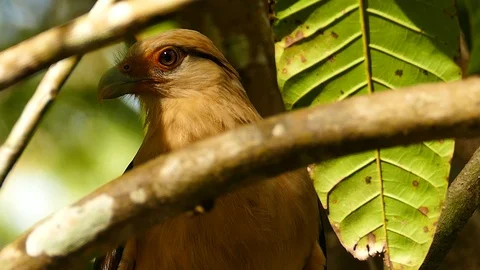 Yellow-headed caracara multiple shots perched in contrasting sun Video stock 123560915