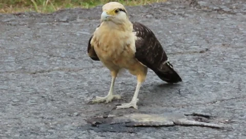 Yellow-Headed Caracara Standing on Asphalt Ground Looking for Food Video stock 343203441