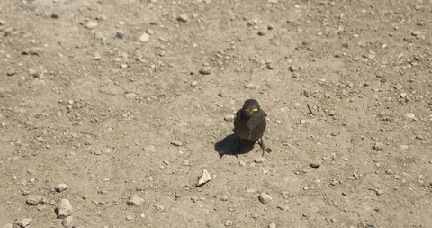 Yellow-headed chick starling on the ground Stock Footage 91402980