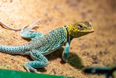 Yellow-headed collared lizard Stock Photos