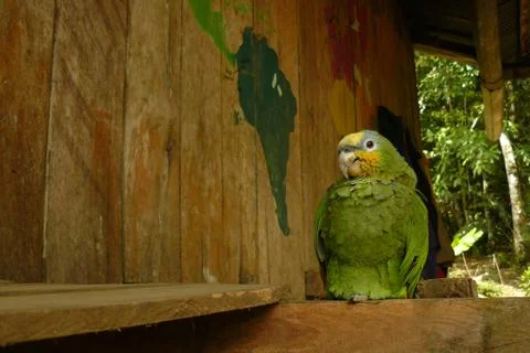 A yellow headed parrot perched down in a wooden house in the jungle next to a Foto stock