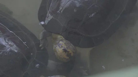 Yellow-Headed Temple Turtle Moving in Shallow Pond Habitat 4K Video stock 335587210