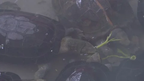 Yellow-Headed Temple Turtles Feeding on Water Spinach in Pond 4K Stock Footage 335587227