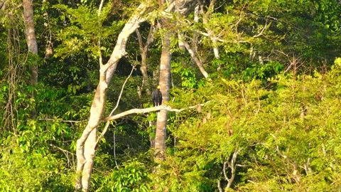 Yellow-headed Vulture Perched on Tree Branch in Amazon Rainforest, Tambopata Stock Footage 314323915