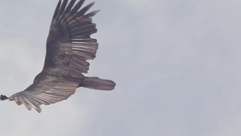 Yellow Headed Vulture soars high in sky, scanning for food far below. Vídeo Stock 194797375