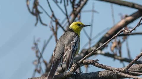 Yellow-headed wagtail Stock Footage 142675223