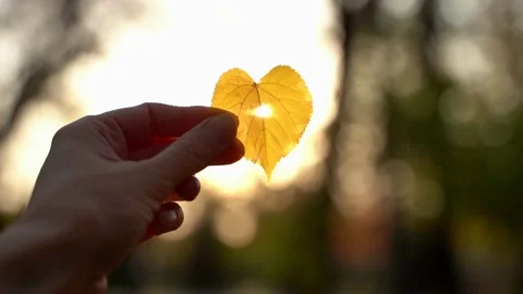 Yellow heart shaped leaf in a hand with sun shining through it Stock Footage 164308460
