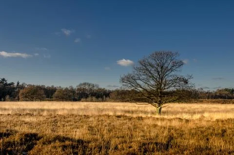 Yellow heather Stock Photos