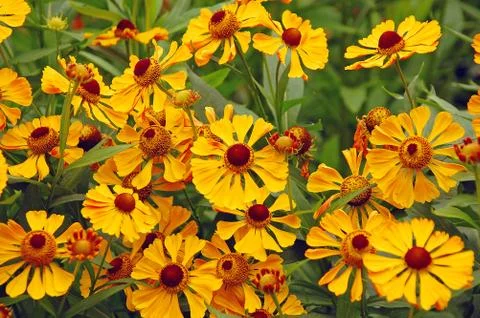 Yellow helenium flowers Stock Photos