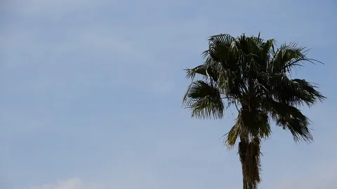 Yellow Helicopter Flying By Palm Tree Blowing In Wind On Windy Hurricane Tor Stock Footage 128399042