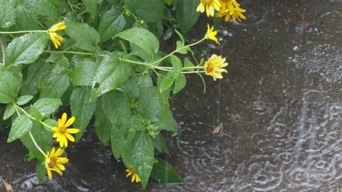 Yellow heliopsis flowers with raindrops lean over a puddle on the asphalt Stock Footage 340644600