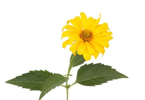 Yellow heliopsis Stock Photos