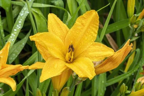 Yellow hemerocallis Stock Photos