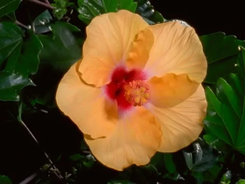 Yellow Hibiscus Flower Blooming in Time-lapse – 640x480 Stockbeeldmateriaal 7768853