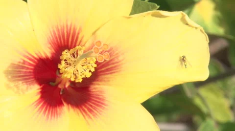 Yellow Hibiscus Flower Video stock 63644961