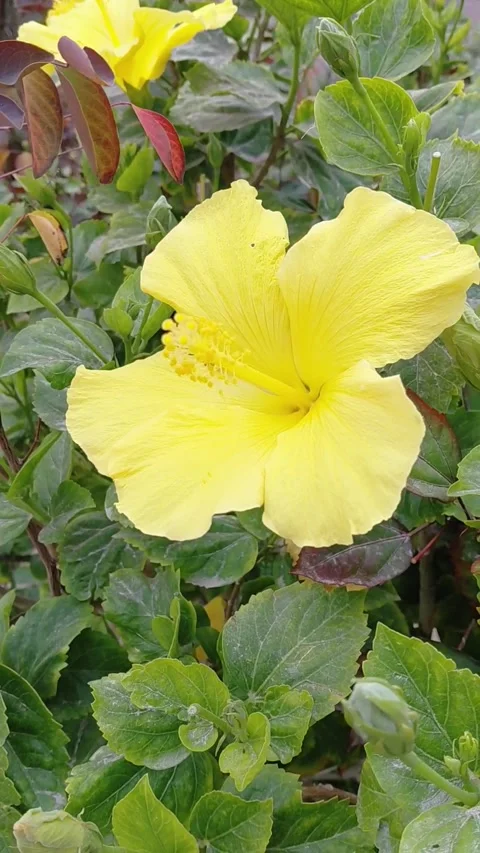 Yellow hibiscus flower Stock Footage 335595043