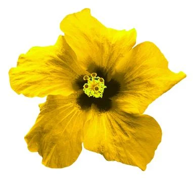 Yellow Hibiscus flower Stock Illustration