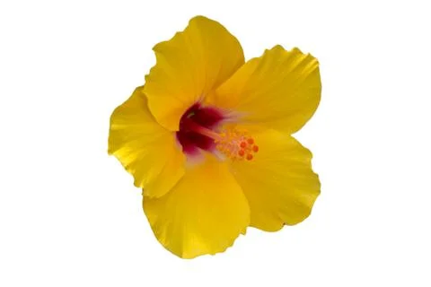 Yellow hibiscus flower. Stock Photos