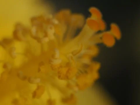 Yellow Hibiscus Flower Stock Photos