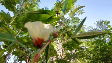 Yellow hibiscus flowers Stock-Footage 296322112