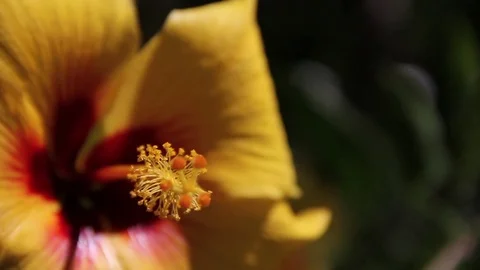 Yellow hibiscus focus pull Stock Footage 71203580