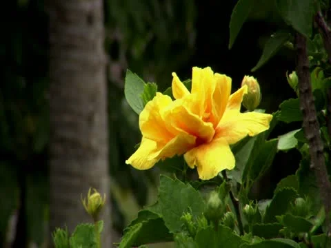Yellow Hibiscus Stock-Footage 22242815