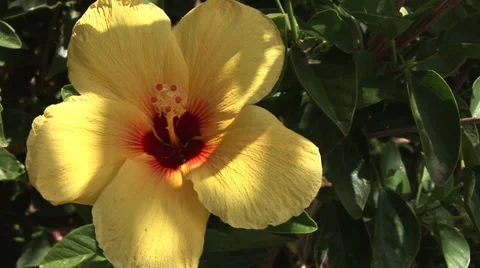 Yellow Hibiscus Stock Footage 32202684