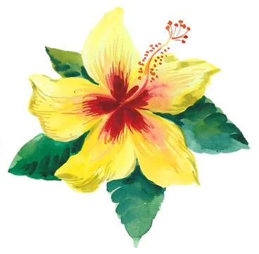 Yellow hibiscus Stock Illustration