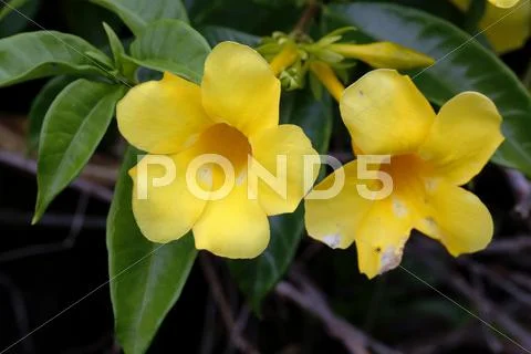 Yellow hibiscus or pua aloalo (hibiscus brackenridgei), state flower of hawai Stock Photos