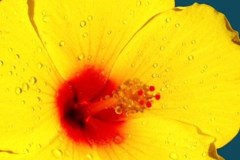 Yellow hibiscus Stock Photos