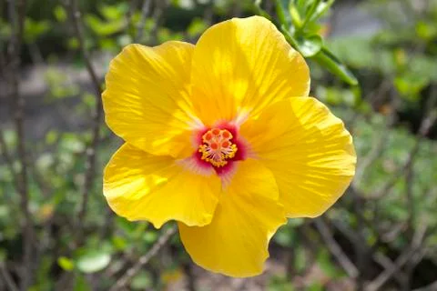 Yellow hibiscus Stock Photos