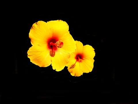 Yellow Hibiscus Stock Photos