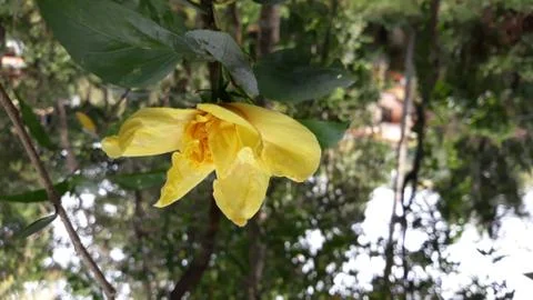 Yellow Hibiscus rosa-sinensis Stock Photos