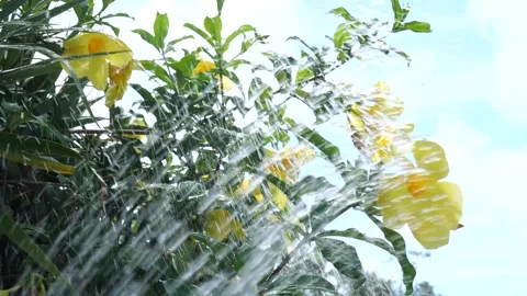 Yellow Hibiscuses Watered Stock Footage 205511501