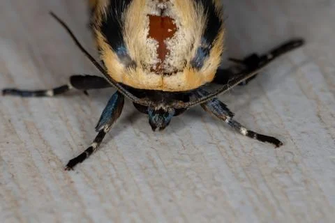 Yellow Hieroglyphic Moth Stock Photos