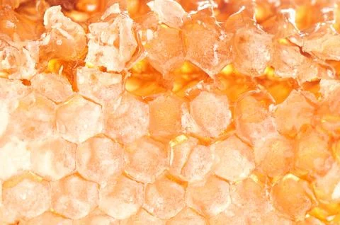 Yellow honeycomb slice Stock Photos