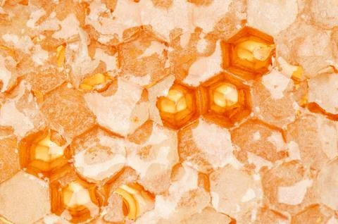 Yellow honeycomb slice Stock Photos