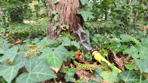 Yellow Hose Watering Tree Trunk Amid Green Vegetation Vídeos de archivo 343689467