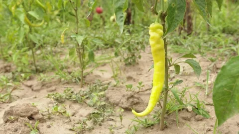 Yellow hot pepper in the garden Stock Footage 201843771