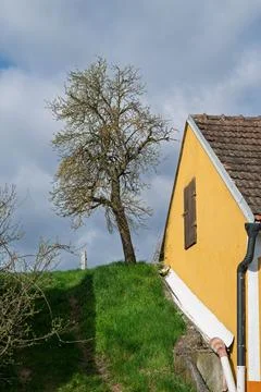 Yellow house and a bare tree. Фото