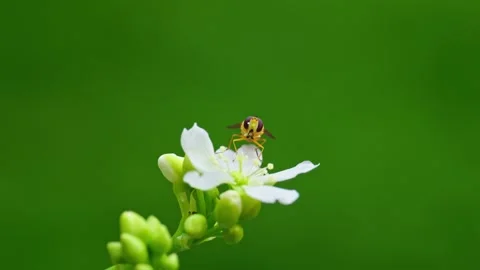 Yellow hoverfly video: Venus flytrap's white flower close-up. It feeds on n.. Stock Footage 251717524