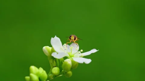 Yellow hoverfly video: Venus flytrap's white flower close-up. Nectar feedin.. Stock Footage 251717551