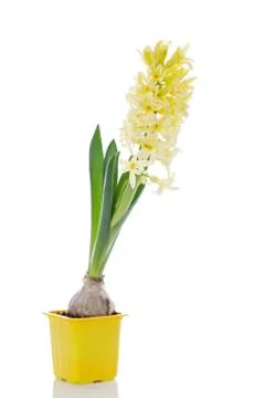 Yellow hyacinth Stock Photos