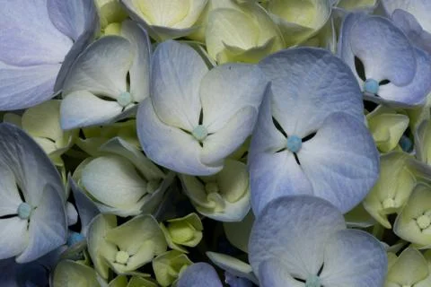 Yellow hydrangeas macro violet plants Stock Photos