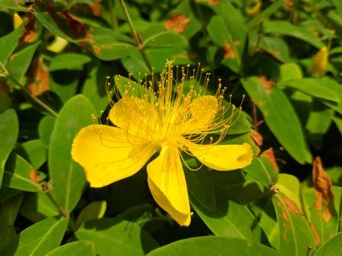 Yellow Hypericum androsaemum blossoms with long stamens Stock Photos