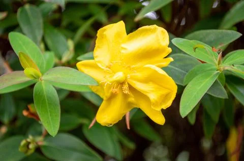 Yellow Hypericum Flower Foto stock