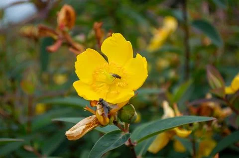Yellow Hypericum Flower Stock Photos