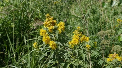 Yellow hypericum flowers Stock Footage 135970596